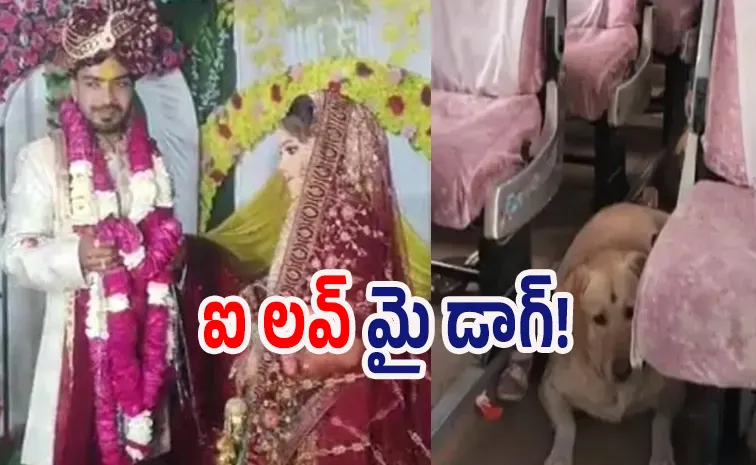 కుక్క కోసం తలలు పగిలేలా కొట్టుకున్నారు, ప్రేమ పెళ్లి రద్దు!