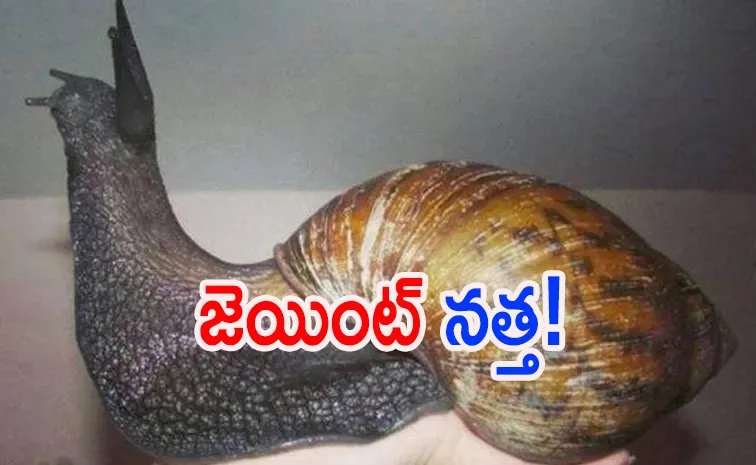 ప్రపంచంలోనే అతిపెద్ద భూ నత్త గురించి తెలుసా?