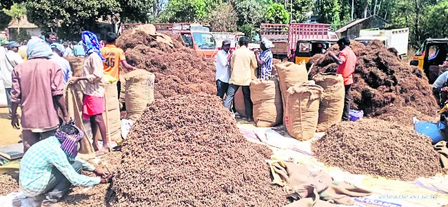 పిప్పళ్ల ధర పతనం 