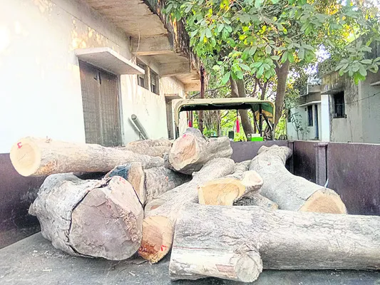 డిప్యూటీ రేంజ్‌ అధికారి   కలప తరలిస్తూ పట్టుబడి..
