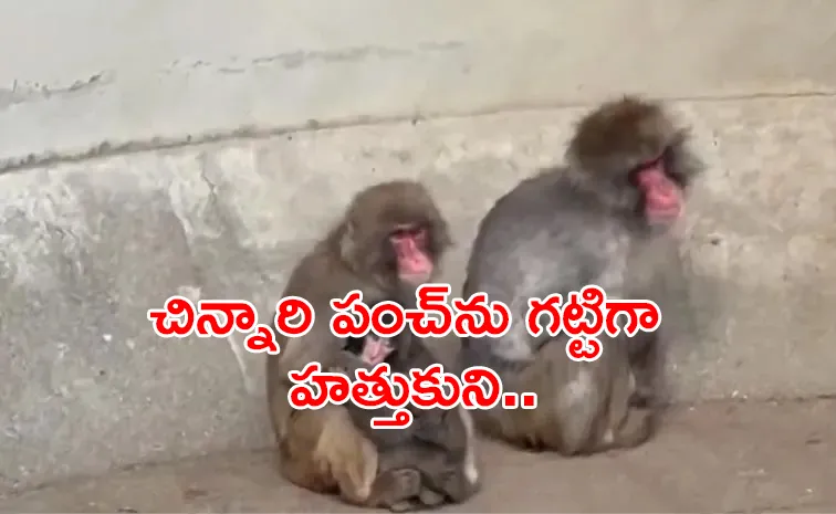 Monkey Punch Finally Accepted By His Troop With Heartwarming Hug