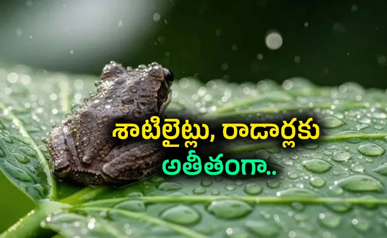 Some Animals may Predict the Storm before it Hits