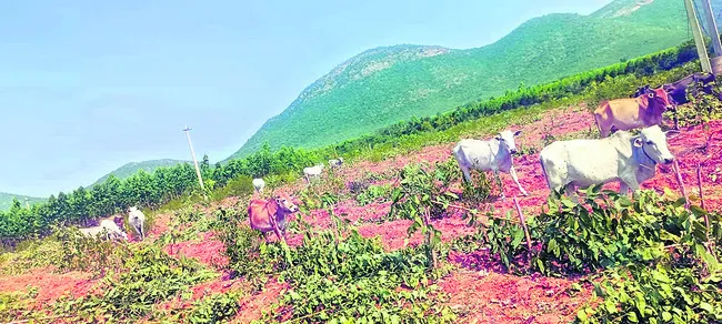 టీడీపీ నేత బరితెగింపు