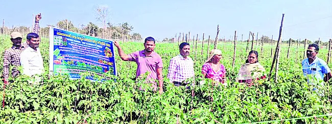 కూరగాయల సాగుకు ప్రభుత్వ ప్రోత్సాహం
