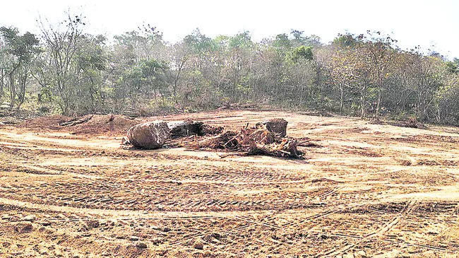 అటవీ భూమి చదును