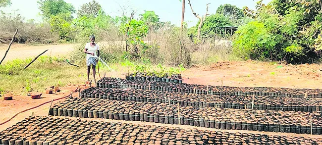 పల్లెకు పచ్చని హారం