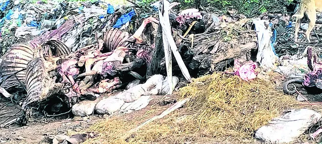 పశువధ.. పట్టదా