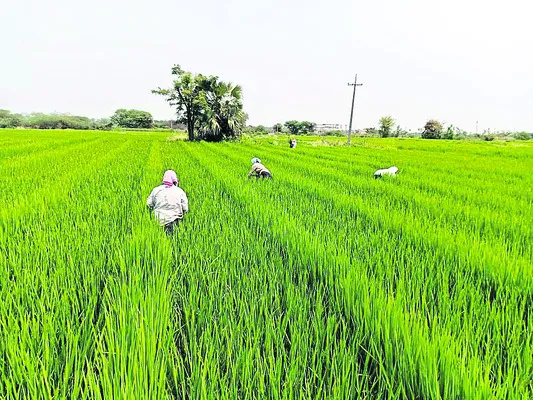 అమ్మోనియం సల్ఫేట్‌!