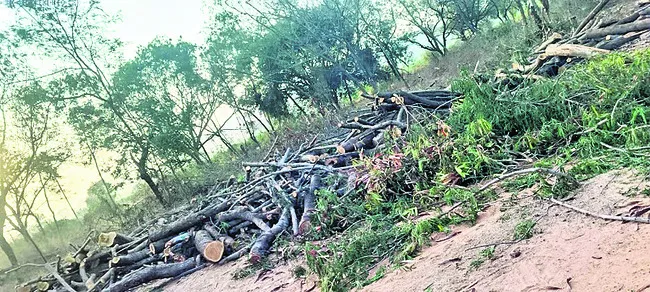 ప్రభుత్వ భూమిలో చెట్ల నరికివేత