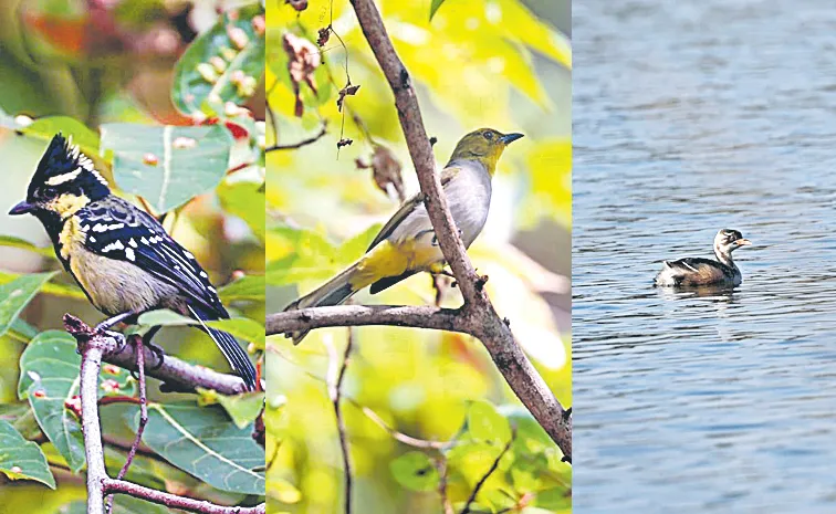 ముచ్చటైన మరో మూడు పక్షులు  