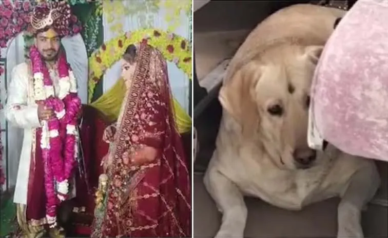 Bride's pet dog sparks violent clash in UP, wedding cancelled