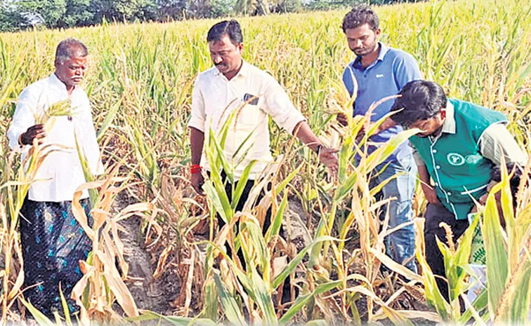 విత్తుకోని ఆశలు