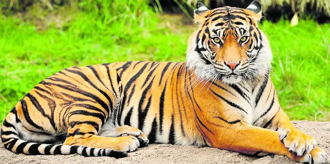 పెద్దపులి సంచారం ..ప్రజలు అప్రమత్తంగా ఉండాలి