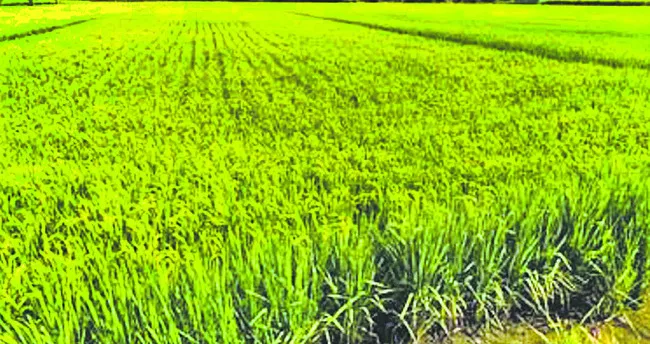 గుర్తింపు సంఖ్య ఉంటేనే ప్రభుత్వ పథకాలు 