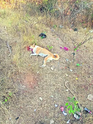 నాటు బాంబు పేలి కుక్క మృతి 
