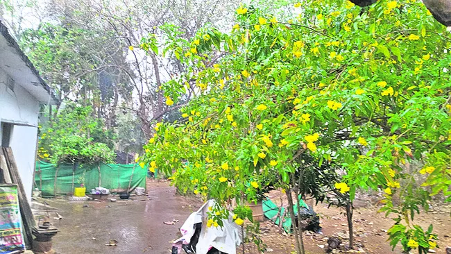 నాతవరంలో అకాల వర్షం 