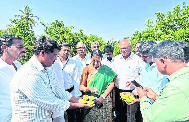 చీనీలో కొత్తగా బ్రెజిలియన్‌ ఆరంజ్‌ 