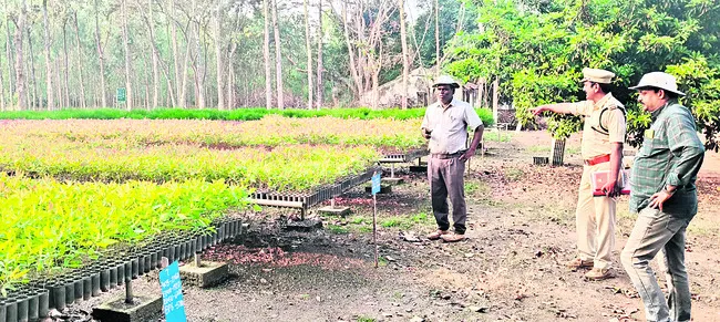 మొక్కల పెంపకంలో నాణ్యత పాటించాలి