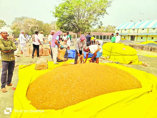 శనగ కొనుగోళ్లు ఎప్పుడో?