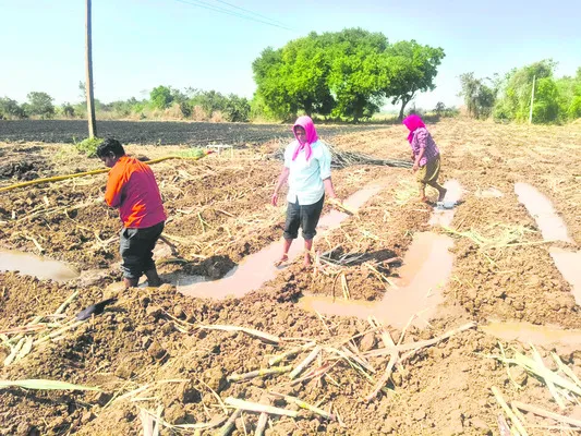 జోరుగా చెరుకు సాగు