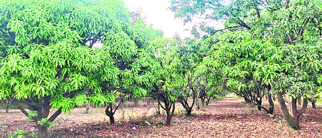 రాలుతున్న ఆశలు