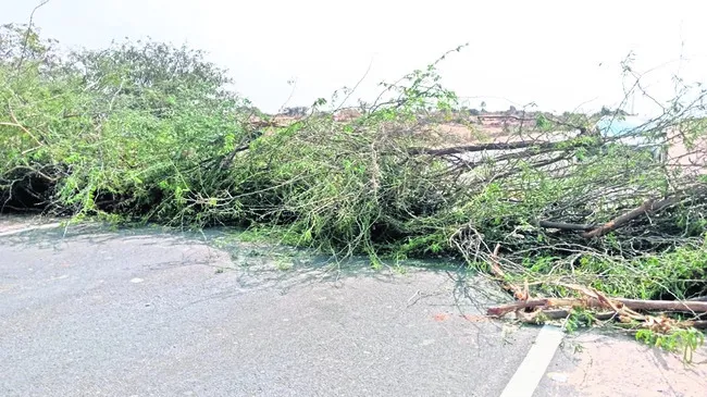 పరిహారం ఇవ్వలేదని  రోడ్డుకు అడ్డంగా ముళ్లకంప 
