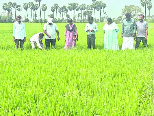 తెగుళ్ల నివారణకు చర్యలు చేపట్టాలి
