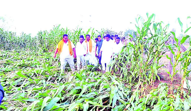 కవ్వాల్‌లో పక్షుల కిలకిలలు
