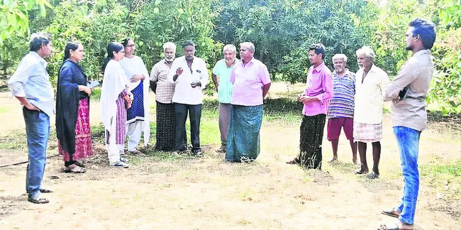 యాజమాన్య పద్ధతులతో మామిడిలో అధిక దిగుబడులు 