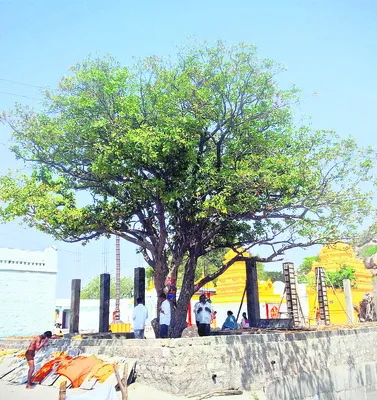 27 కల్పవృక్షాలే ‘ప్రత్యేకత’..! 
