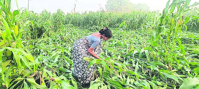 అటకెక్కిన పంటల బీమా