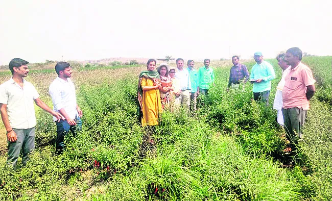 మొక్కజొన్న, మిర్చి పంటల పరిశీలన