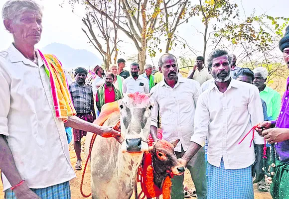 సంప్రదాయ బద్ధ్దంగా పెద్దూరు దేవరెద్దు ఎంపిక