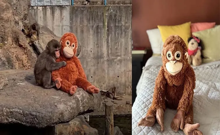 Baby Monkey Punchs Plush Toy Goes Viral
