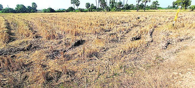 పశువులకు గ్రాసం కరువు