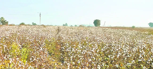 ముగిసిన సీసీఐ కొనుగోళ్లు