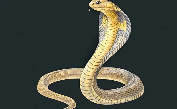 తాచుపాముతో కౌన్సిల్‌ సమావేశానికి..