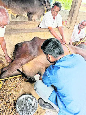 గోమాతకు అరుదైన ఆపరేషన్‌ 