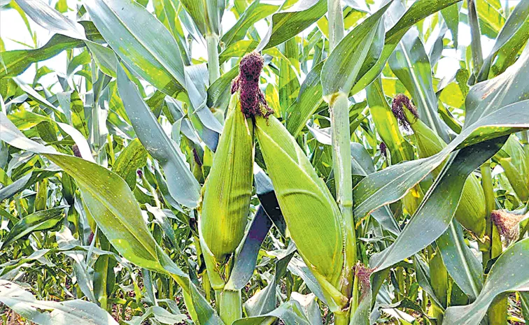 మక్కల బాటలో మన రైతన్న!