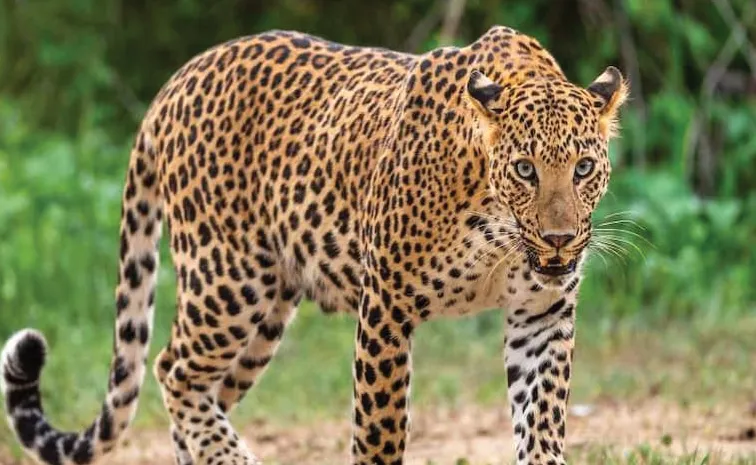 చిరుతల దాడిలో నలుగురికి గాయాలు