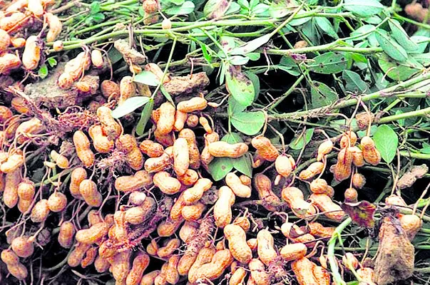 బ్రహ్మోత్సవాలను విజయవంతం చేద్దాం  