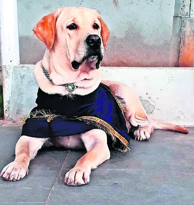 పోలీసు డాగ్‌ ‘టీనా’ మృతి 