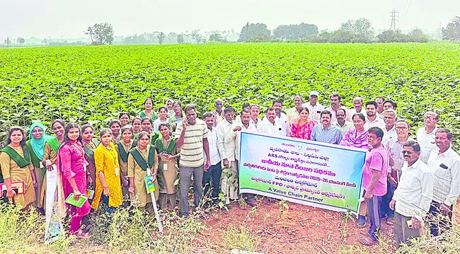 ●పొద్దు తిరుగుడు సాగు లాభదాయకం