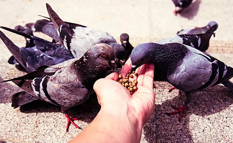 Fine Of Rs 2.2 Lakh Was Imposed For Feeding The Pigeons