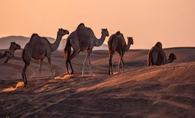 సౌదీ కీలక నిర్ణయం.. ఒంటెలకు పాస్‌పోర్టు