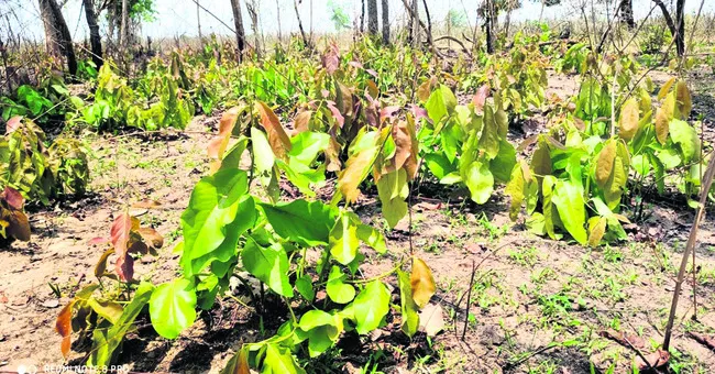 తునికాకు సేకరణకు సిద్ధం