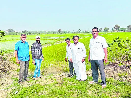 చలి ప్రభావంతో ఎదుగుదల లేని వరి
