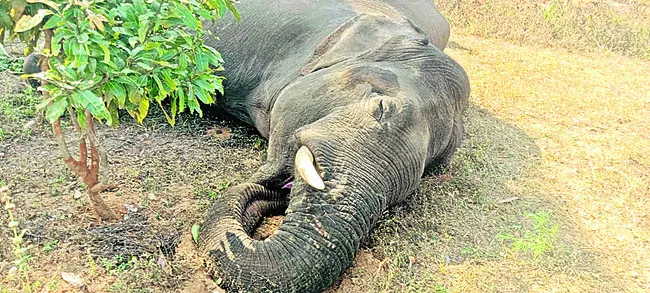  ఏనుగులను చంపి దంతాలను సేకరిస్తున్నారా? 