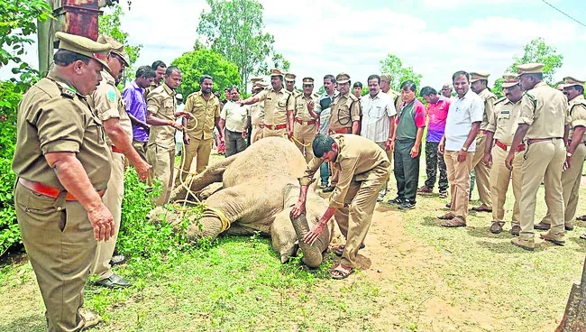 వీరప్పన్‌లు! 