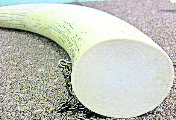 ● తమిళనాడు ఫారెస్ట్‌శాఖకు పట్టుబడిన వారిలో పలమనేరు వాసి